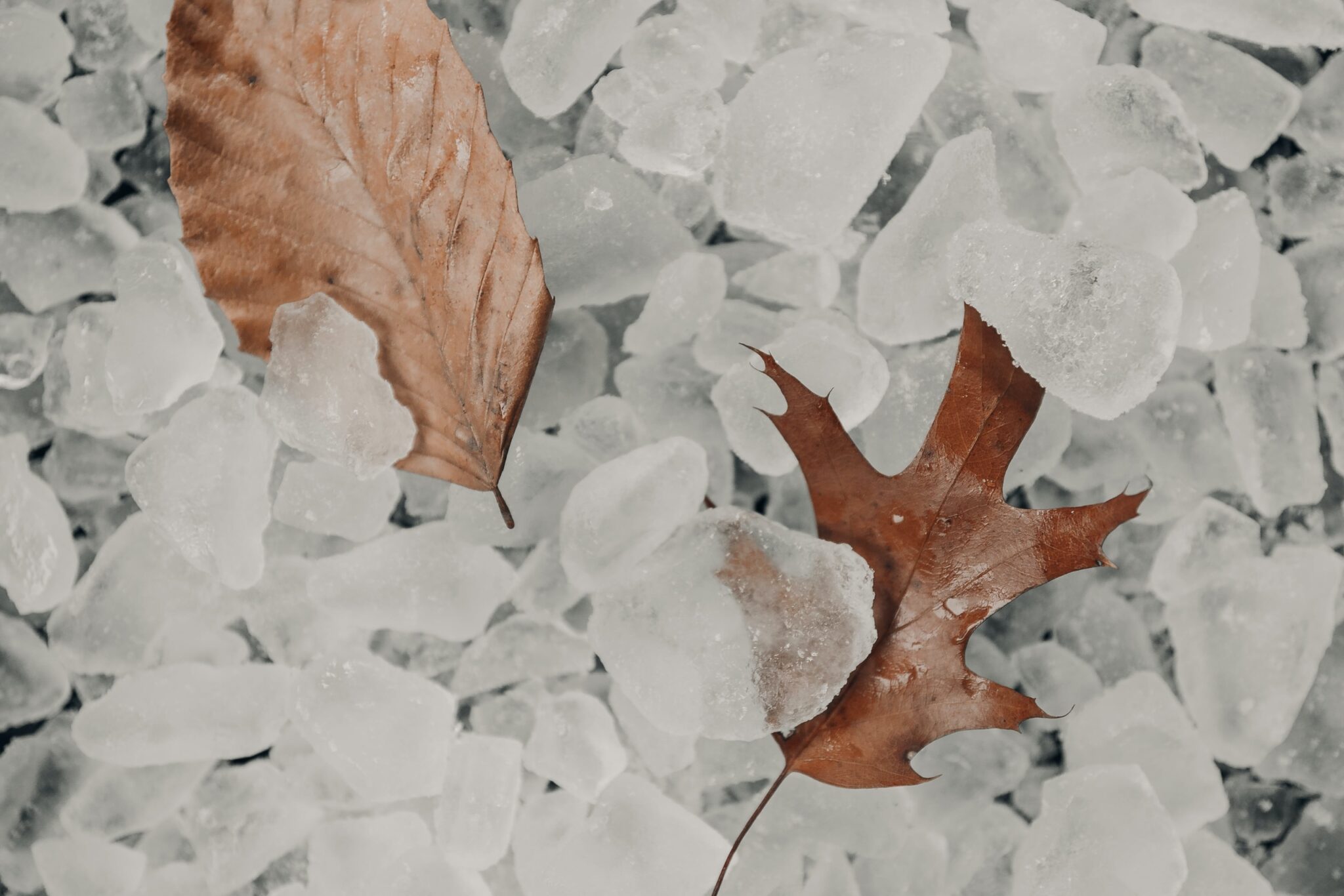 Dried leaves in ice running out of time