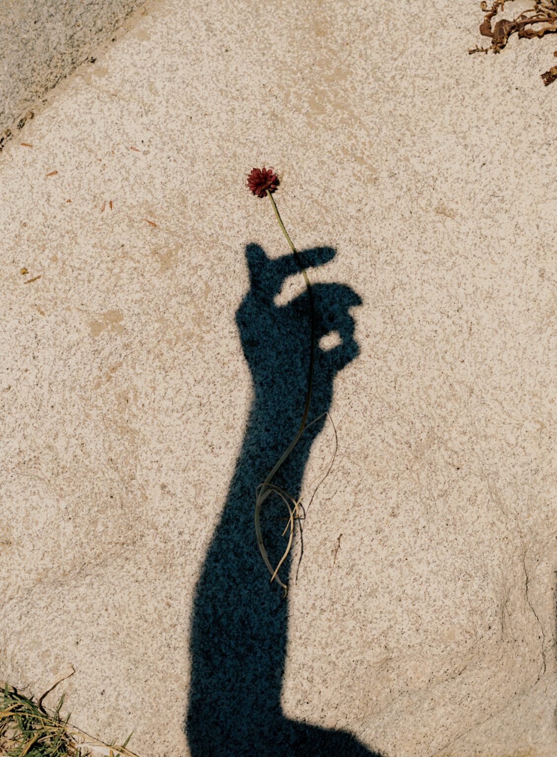Shadow of hand holding flower on sidewalk