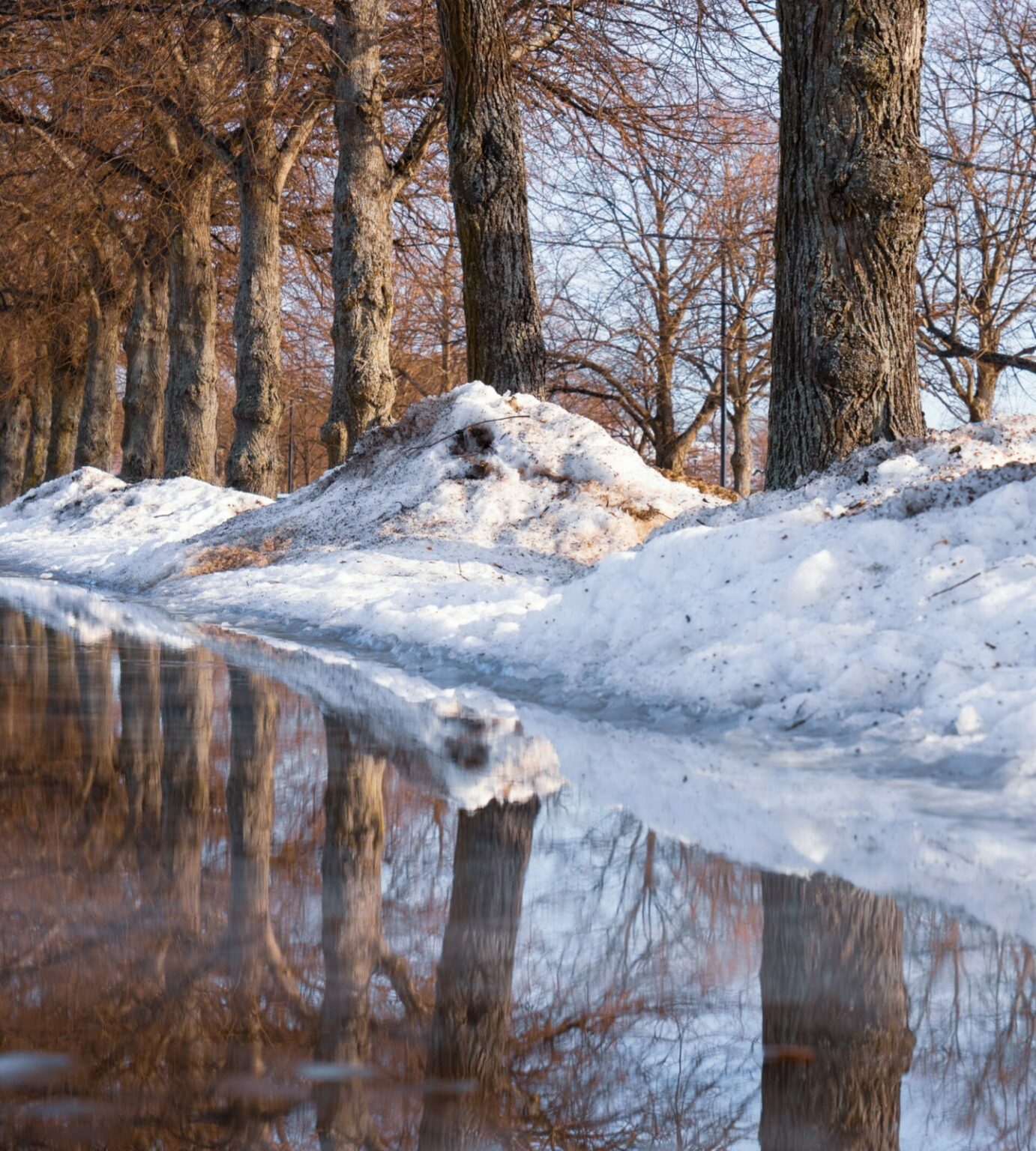 Off white snow melting in trees for spring