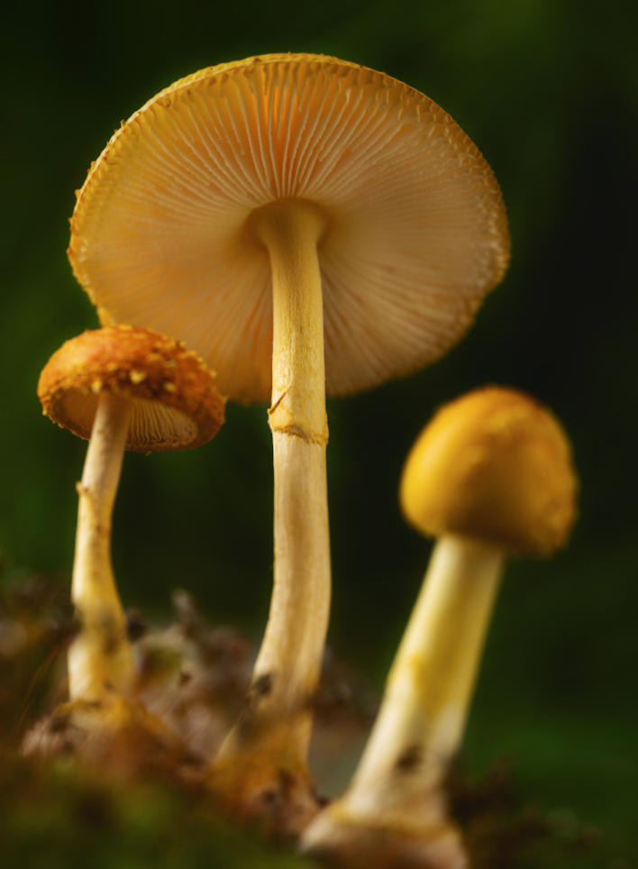 large foraged wild mushrooms