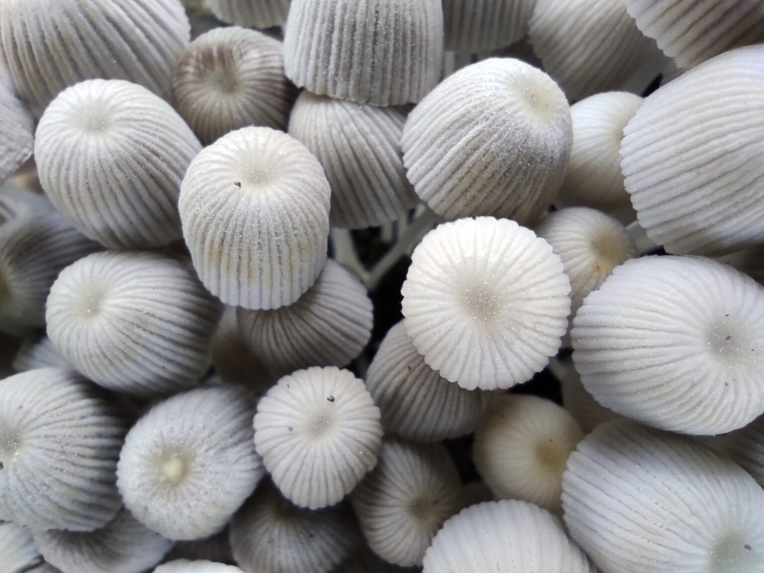 White capped mushrooms growing