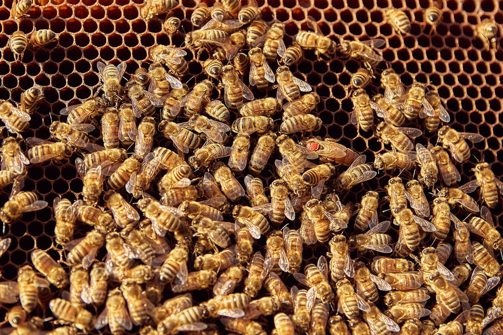 Urban bees swarming on honeycomb