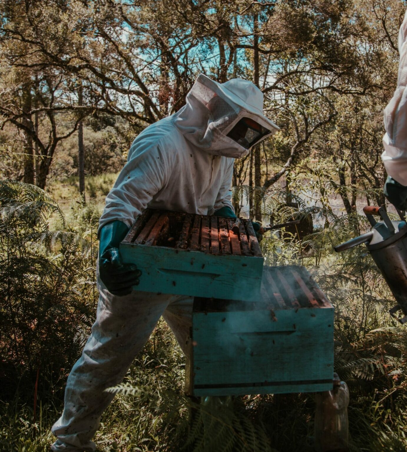 Urban beekeeper with honey beehive