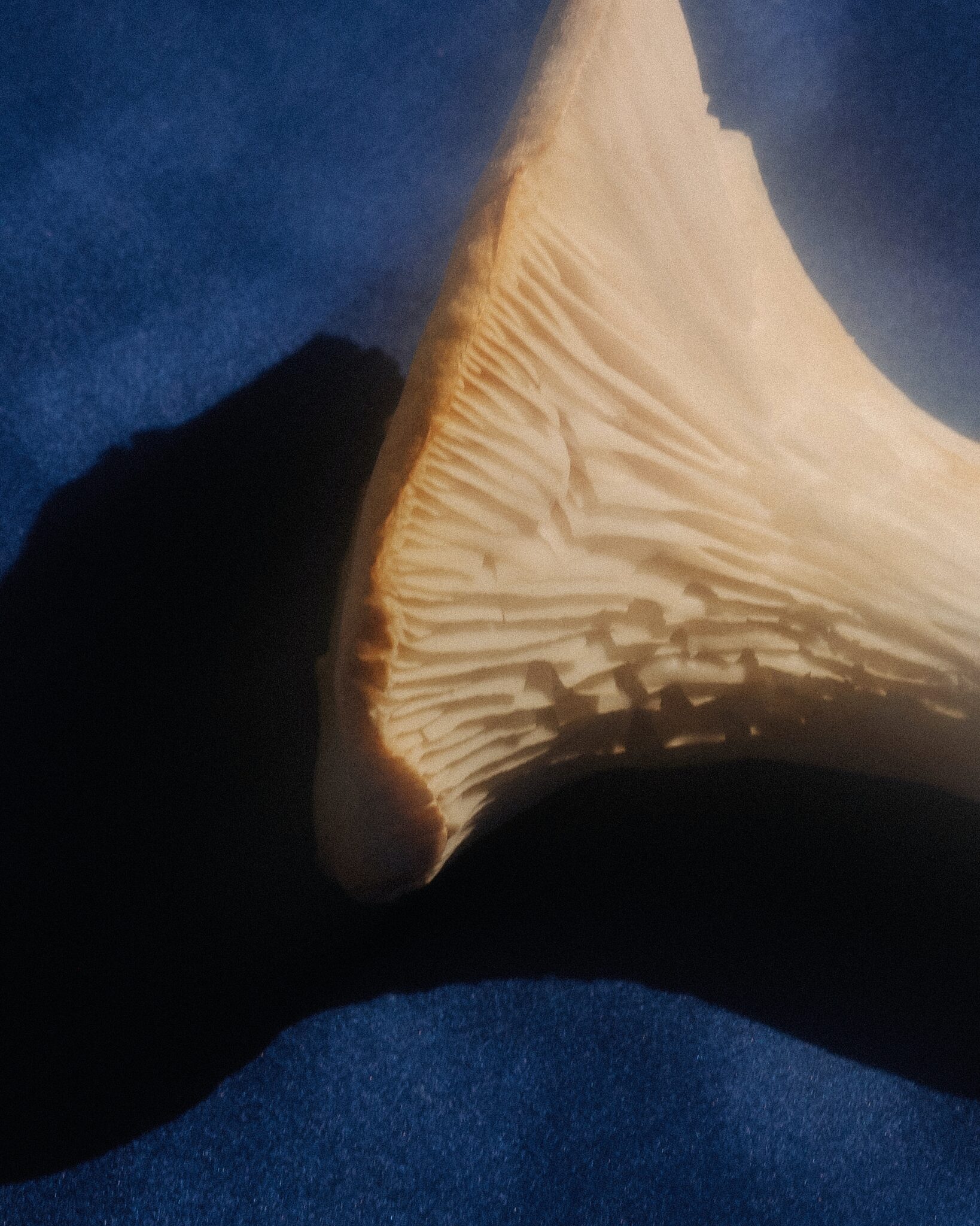 Fungus Mushroom closeup on blue background by Fanette Guilloud